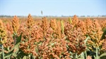 Boom time for summer crop reflected in 2023-24 sale volumes increases