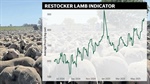 Store lambs in demand as producers chase strong forward contract prices