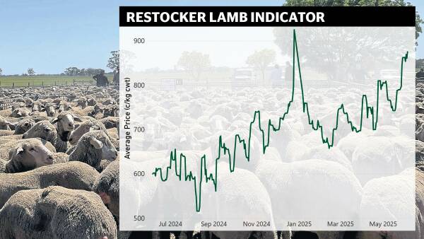Store lambs in demand as producers chase strong forward contract prices