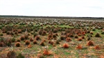 Big sheep block in low rainfall Riverland sells for $307 per acre