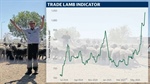Record pricing: the indicator rivalling heavy lambs at the saleyards