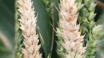 Fusarium smuggling accusations arise as Chinese researchers arrested in US
