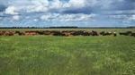 Exclusion-fenced country Western Downs country listed at $900/acre | Video