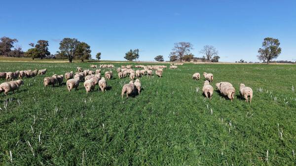 Kurrajong Valley combines farming and grazing with biodiversity potential