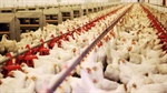US investment fund makes $1.3b play for Australia's chicken king