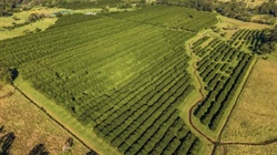 Impressive 9800 tree macadamia farm located minutes from beaches | Video