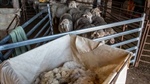 Cuts to shearer training, new supply chain partners among AWI strategy