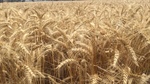 Grains Australia to step up as WA govt to end fund arrangement with AEGIC