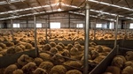 What social media and the All Blacks have to do with promoting wool more