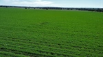 'Rare as hen's teeth' Darling Downs farming, grazing block heads to auction