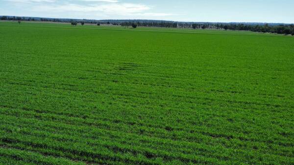 'Rare as hen's teeth' Darling Downs farming, grazing block heads to auction