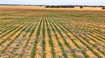 Bargain $1.1 million for 895ha cropping property on the SA/Victorian border