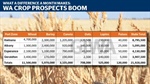 13pc yield gain in a month as WA data highlights massive crop improvement