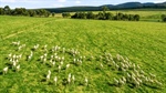Nutrien hires James Auty from rival to target high-end farm property deals