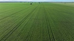 Highly productive Homedale developed for efficient cultivation | Photos