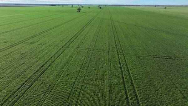 Highly productive Homedale developed for efficient cultivation | Photos
