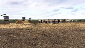 A tale of two farm blocks at Kerang, both have been priced to sell