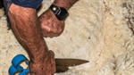 Tough choices as century-low wool production fails to spur on better prices
