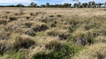 Exclusion fenced South West Qld icon with productive pastures, safe mulga