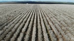 Almond opportunity: impressive Riverina orchard with more than 27,000 trees