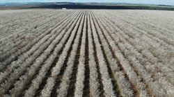 Almond opportunity: impressive Riverina orchard with more than 27,000 trees