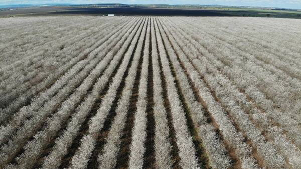 Almond opportunity: impressive Riverina orchard with more than 27,000 trees
