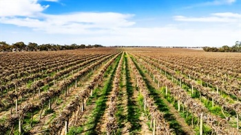 Thomson family offers its big three-vineyard Riverland portfolio for sale