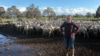 Combined Lambplan: what it means for ram breeders in 2025 and beyond