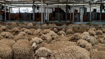 Wool prices on an upward glide: is it a demand surge or a supply crunch?