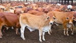 Major cattle Queensland cattle station heads to auction on October 30