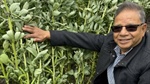 Developing faster varieties the key to lucrative northern faba bean sector