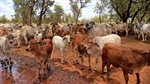 Beef tycoon's land-buying spree marks new chapter for our pastoral industry