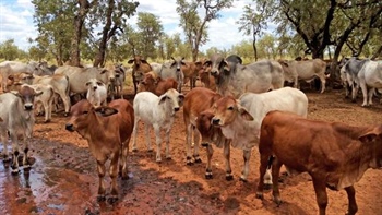 Beef tycoon's land-buying spree marks new chapter for our pastoral industry