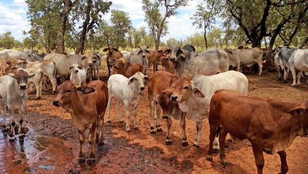 Beef tycoon's land-buying spree marks new chapter for our pastoral industry