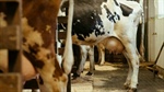 Mastalone reaffirmation a win for the Australian dairy industry