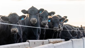 JBS gears up for rising grain-fed demand with Angus feeder vaccination rule