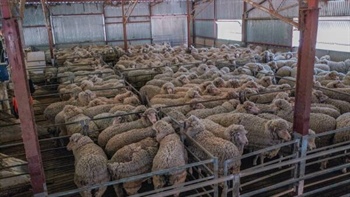 Wool levy payers called to vote: what you need to know