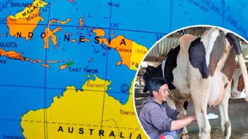 Export of dairy heifers to Indonesia could be 'extra milk cheque' for farmers