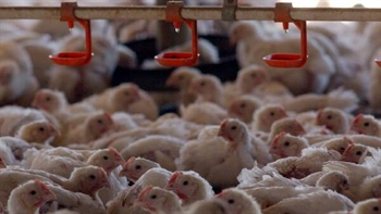 Restructuring the roost: Rumours abound as Ingham's goes on cost-cutting drive