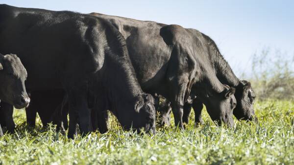 AACo buys into bold US carbon scheme rewarding cattle producers cutting methane