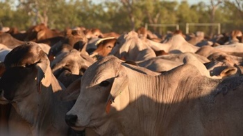 The thing more likely to end cattle live-ex than a knee-jerk Albanese move