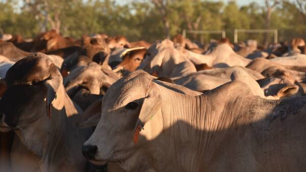 The thing more likely to end cattle live-ex than a knee-jerk Albanese move