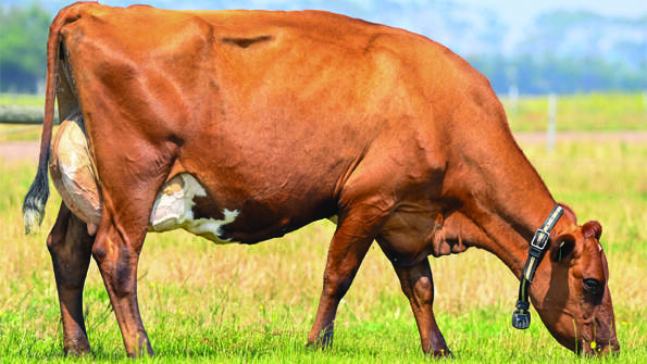 Dairy genetics ABVs shift following system enhancements