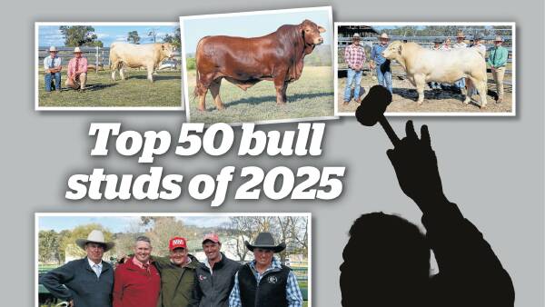 Revealed: the bull studs that made the Australian top 50 in the 2025 season