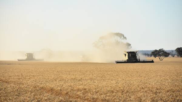 WA grain price fall continues: why east coast growers should watch closely