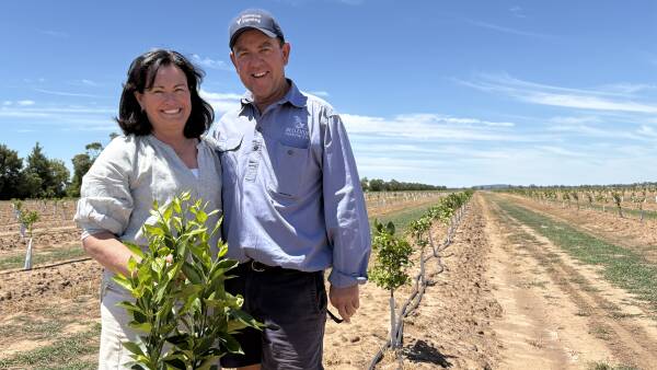 Squeezed by costs: why these cotton growers are planting 148,000 orange trees