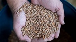 Aussie croppers have reason to love lentils, but the gold rush has a limit
