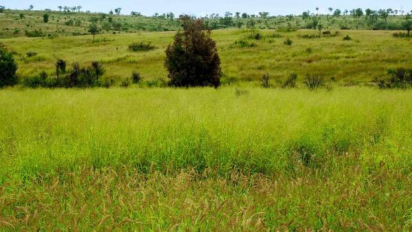 Exceptionally well developed CQ cattle country hits the market | Video