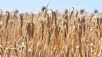 New barley dormancy breakthrough could save Australian growers millions