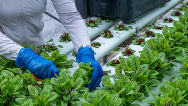 Fully operational hinterland hydroponics business on the market | Videos
